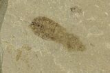 Fossil Insect (Ant and Beetle) Plate - Utah #368766-2